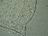  (Eurystomina - 86X20C15)  @11 [ ] by_nc_nd (2015) Unspecified Ghent University
