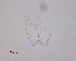  (Gyrodactylus pterygialis - 100914-2-1-1-1)  @11 [ ] CreativeCommons - Attribution Non-Commercial Share-Alike (2017) Unspecified Norwegian Veterinary Institute