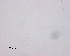  ( - 100914-2-1-1-2)  @11 [ ] CreativeCommons - Attribution Non-Commercial Share-Alike (2017) Unspecified Norwegian Veterinary Institute