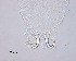  ( - 100914-3-10)  @11 [ ] CreativeCommons - Attribution Non-Commercial Share-Alike (2017) Unspecified Norwegian Veterinary Institute