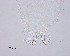  ( - 100914-3-10)  @11 [ ] CreativeCommons - Attribution Non-Commercial Share-Alike (2017) Unspecified Norwegian Veterinary Institute