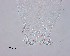  ( - 100914-3-10)  @11 [ ] CreativeCommons - Attribution Non-Commercial Share-Alike (2017) Unspecified Norwegian Veterinary Institute
