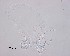  ( - 100914-3-13)  @11 [ ] CreativeCommons - Attribution Non-Commercial Share-Alike (2017) Unspecified Norwegian Veterinary Institute