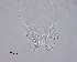  (Gyrodactylus sp - 100914-3-15)  @11 [ ] CreativeCommons - Attribution Non-Commercial Share-Alike (2017) Unspecified Norwegian Veterinary Institute
