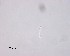  ( - 100914-3-2-1-1)  @11 [ ] CreativeCommons - Attribution Non-Commercial Share-Alike (2017) Unspecified Norwegian Veterinary Institute