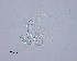  ( - 100914-3-8)  @11 [ ] CreativeCommons - Attribution Non-Commercial Share-Alike (2017) Unspecified Norwegian Veterinary Institute
