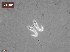  ( - 110614-4-1-3-3)  @11 [ ] CreativeCommons - Attribution Non-Commercial Share-Alike (2017) Unspecified Norwegian Veterinary Institute