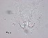  ( - 110614-5-1-1-2)  @11 [ ] CreativeCommons - Attribution Non-Commercial Share-Alike (2017) Unspecified Norwegian Veterinary Institute