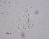  ( - 110614-5-1-1-5)  @11 [ ] CreativeCommons - Attribution Non-Commercial Share-Alike (2017) Unspecified Norwegian Veterinary Institute