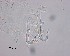  ( - 110614-5-1-1-5)  @11 [ ] CreativeCommons - Attribution Non-Commercial Share-Alike (2017) Unspecified Norwegian Veterinary Institute