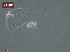  ( - 110614-7-2-1-1)  @11 [ ] CreativeCommons - Attribution Non-Commercial Share-Alike (2017) Unspecified Norwegian Veterinary Institute