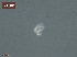  ( - 110614-7-3-1-1)  @11 [ ] CreativeCommons - Attribution Non-Commercial Share-Alike (2017) Unspecified Norwegian Veterinary Institute
