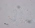  ( - 120614-12-1-1-2)  @11 [ ] CreativeCommons - Attribution Non-Commercial Share-Alike (2017) Unspecified Norwegian Veterinary Institute
