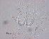  ( - 120614-12-1-1-3)  @11 [ ] CreativeCommons - Attribution Non-Commercial Share-Alike (2017) Unspecified Norwegian Veterinary Institute