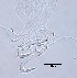  ( - 15-17-1034-11)  @11 [ ] CreativeCommons - Attribution Non-Commercial Share-Alike (2017) Unspecified Norwegian Veterinary Institute
