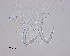  ( - 15-17-981-1)  @11 [ ] CreativeCommons - Attribution Non-Commercial Share-Alike (2017) Unspecified Norwegian Veterinary Institute