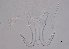  ( - 15-17-982-16)  @11 [ ] CreativeCommons - Attribution Non-Commercial Share-Alike (2017) Unspecified Norwegian Veterinary Institute