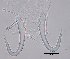  ( - 15-17-982-1)  @11 [ ] CreativeCommons - Attribution Non-Commercial Share-Alike (2017) Unspecified Norwegian Veterinary Institute