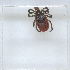  (Ixodes persulcatus - NMNH-2023-017-B03)  @11 [ ] No Rights Reserved (2023) Yvonne Linton Smithsonian Institution National Museum of Natural History