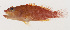  ( - MOOP-025)  @11 [ ] CreativeCommons  Attribution Non-Commercial (by-nc) (2008) Unspecified Smithsonian Institution National Museum of Natural History