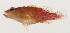 ( - MOOP-026)  @11 [ ] CreativeCommons  Attribution Non-Commercial (by-nc) (2008) Unspecified Smithsonian Institution National Museum of Natural History