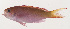  ( - MOOP-015)  @11 [ ] CreativeCommons  Attribution Non-Commercial (by-nc) (2008) Unspecified Smithsonian Institution National Museum of Natural History