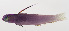  (Nemateleotris helfrichi - MOOP-042)  @11 [ ] CreativeCommons  Attribution Non-Commercial (by-nc) (2008) Unspecified Smithsonian Institution National Museum of Natural History