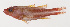  ( - MOOP-038)  @11 [ ] CreativeCommons  Attribution Non-Commercial (by-nc) (2008) Unspecified Smithsonian Institution National Museum of Natural History