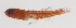  (Trimmatom nanus - MOOP-036)  @11 [ ] CreativeCommons  Attribution Non-Commercial (by-nc) (2008) Unspecified Smithsonian Institution National Museum of Natural History