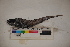  ( - MOP110039)  @11 [ ] CreativeCommons - Attribution Non-Commercial (2011) Smithsonian Institution Smithsonian Institution