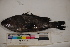  ( - MOP110046)  @11 [ ] CreativeCommons - Attribution Non-Commercial (2011) Smithsonian Institution Smithsonian Institution