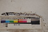  ( - MOP110049)  @11 [ ] CreativeCommons - Attribution Non-Commercial (2011) Smithsonian Institution Smithsonian Institution