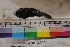  ( - MOP110071)  @11 [ ] CreativeCommons - Attribution Non-Commercial (2011) Smithsonian Institution Smithsonian Institution