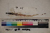  ( - MOP110153)  @11 [ ] CreativeCommons - Attribution Non-Commercial (2011) Smithsonian Institution Smithsonian Institution