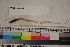  ( - MOP110155)  @11 [ ] CreativeCommons - Attribution Non-Commercial (2011) Smithsonian Institution Smithsonian Institution