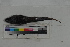  ( - MOP110175)  @11 [ ] CreativeCommons - Attribution Non-Commercial (2011) Smithsonian Institution Smithsonian Institution