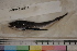 ( - MOP110211)  @11 [ ] CreativeCommons - Attribution Non-Commercial (2011) Smithsonian Institution Smithsonian Institution