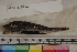  ( - MOP110212)  @11 [ ] CreativeCommons - Attribution Non-Commercial (2011) Smithsonian Institution Smithsonian Institution