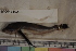  ( - MOP110213)  @11 [ ] CreativeCommons - Attribution Non-Commercial (2011) Smithsonian Institution Smithsonian Institution