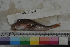  ( - MOP110282)  @11 [ ] CreativeCommons - Attribution Non-Commercial (2011) Smithsonian Institution Smithsonian Institution