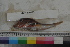  ( - MOP110283)  @11 [ ] CreativeCommons - Attribution Non-Commercial (2011) Smithsonian Institution Smithsonian Institution