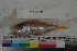  ( - MOP110284)  @11 [ ] CreativeCommons - Attribution Non-Commercial (2011) Smithsonian Institution Smithsonian Institution