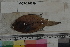  ( - MOP110299)  @11 [ ] CreativeCommons - Attribution Non-Commercial (2011) Smithsonian Institution Smithsonian Institution
