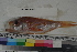  ( - MOP110325)  @11 [ ] CreativeCommons - Attribution Non-Commercial (2011) Smithsonian Institution Smithsonian Institution