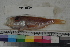  ( - MOP110326)  @11 [ ] CreativeCommons - Attribution Non-Commercial (2011) Smithsonian Institution Smithsonian Institution
