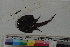  ( - MOP110363)  @11 [ ] CreativeCommons - Attribution Non-Commercial (2011) Smithsonian Institution Smithsonian Institution