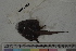  ( - MOP110364)  @11 [ ] CreativeCommons - Attribution Non-Commercial (2011) Smithsonian Institution Smithsonian Institution