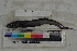  ( - MOP110378)  @11 [ ] CreativeCommons - Attribution Non-Commercial (2011) Smithsonian Institution Smithsonian Institution