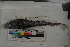  ( - MOP110396)  @11 [ ] CreativeCommons - Attribution Non-Commercial (2011) Smithsonian Institution Smithsonian Institution