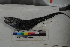  ( - MOP110400)  @11 [ ] CreativeCommons - Attribution Non-Commercial (2011) Smithsonian Institution Smithsonian Institution